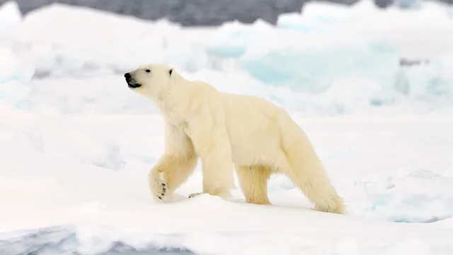 Polar Wilderness Quest