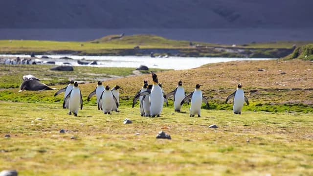 Grand Antarctica