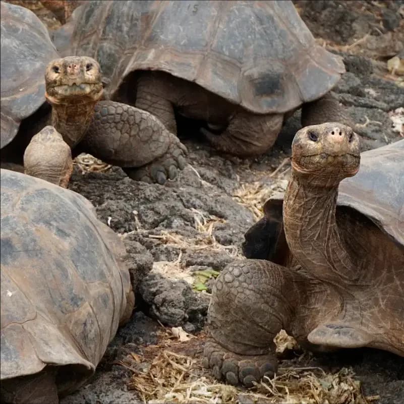 Floreana Giant Tortoises Return to Floreana Island After 180 Years
