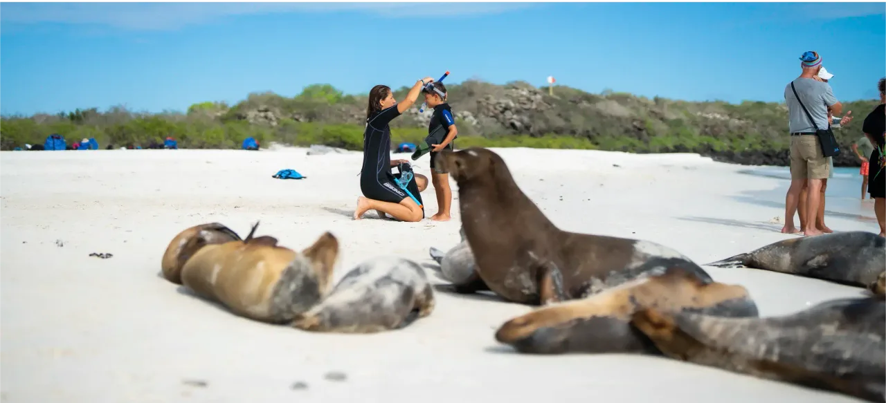 Alt text SEO: Child preparing to snorkel near sea lions on a beach in the Galapagos Islands during a family adventure.