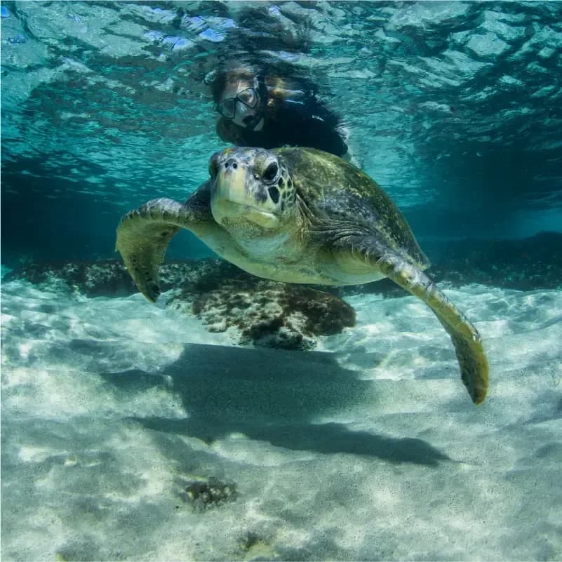 Galapagos Snorkeling for 2026: Season, Sites, and Wildlife