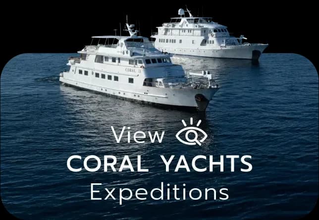 Coral Yachts Expeditions Button