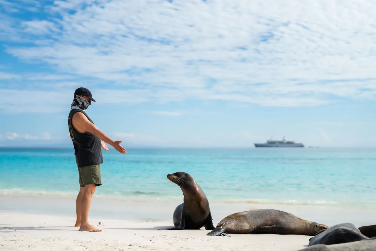 Traveler reaching toward a Galapagos sea lion on a sandy beach; cruise ship offshore.