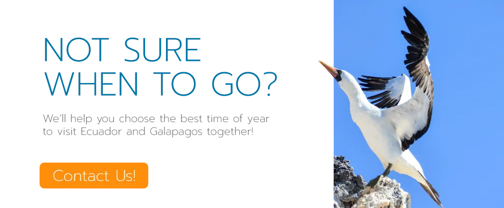 Galapagos-Cruise-Nazca-Booby