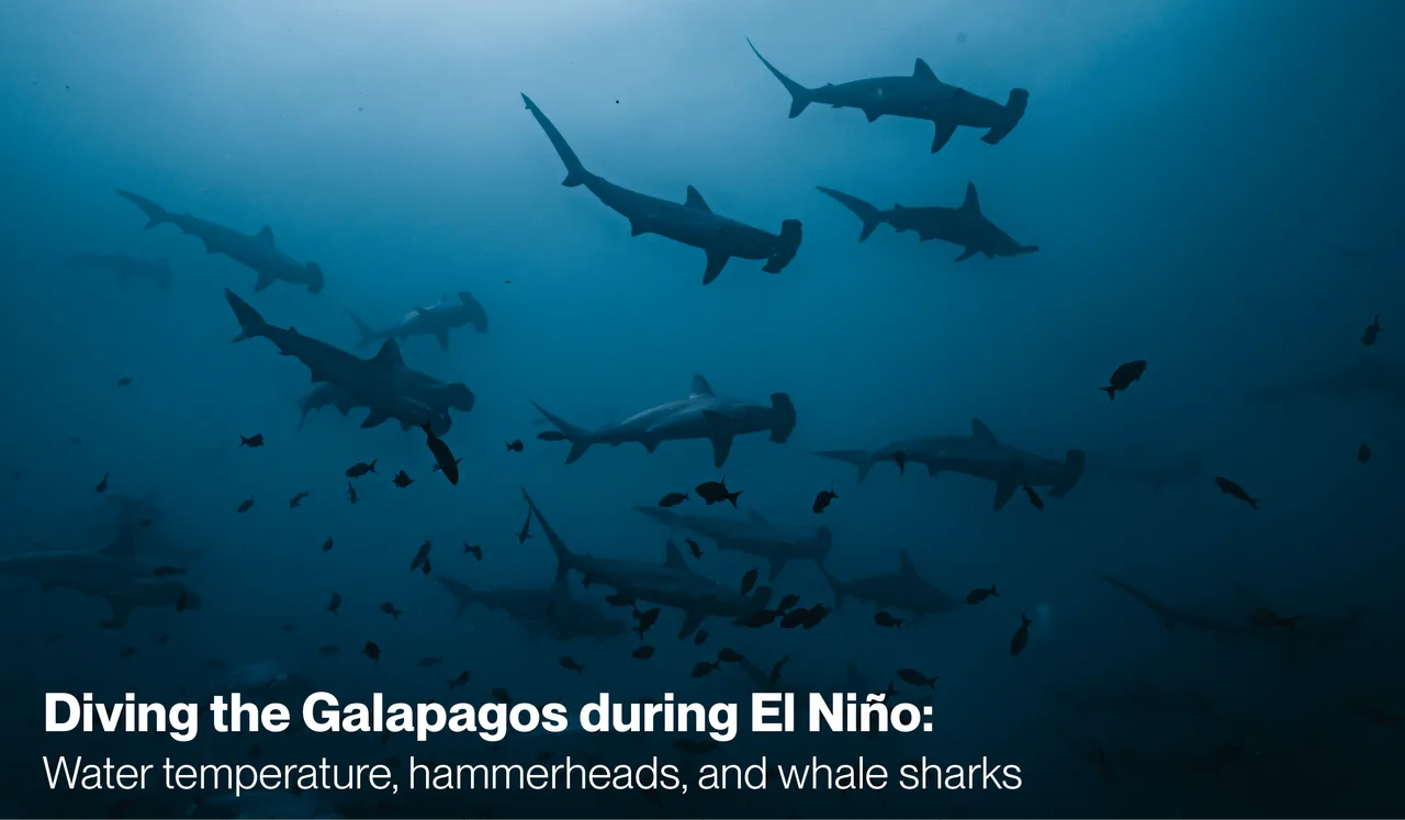 Diving the Galapagos during El Niño: water temperature, hammerheads, and whale sharks