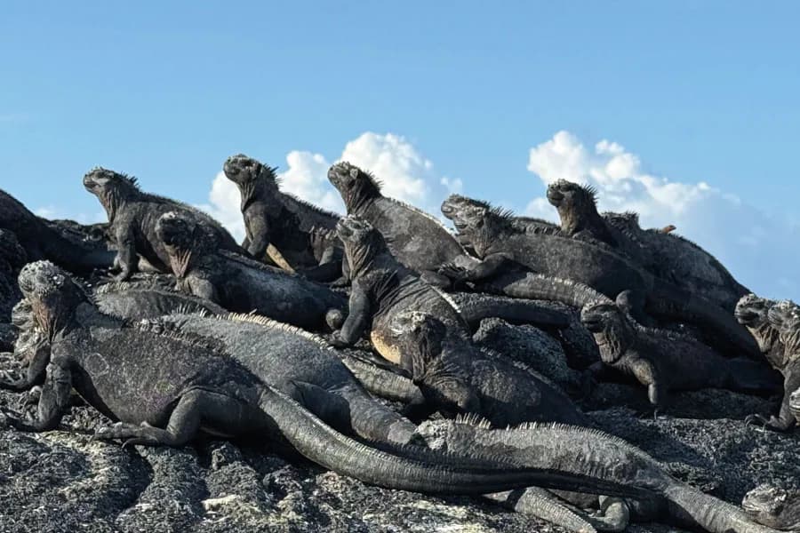 Different route Galapagos - Marine Iguanas Sunbathing