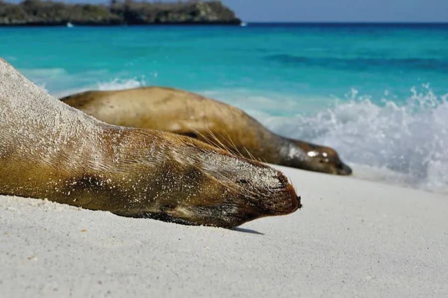Different route Galapagos - Sea lion Beach