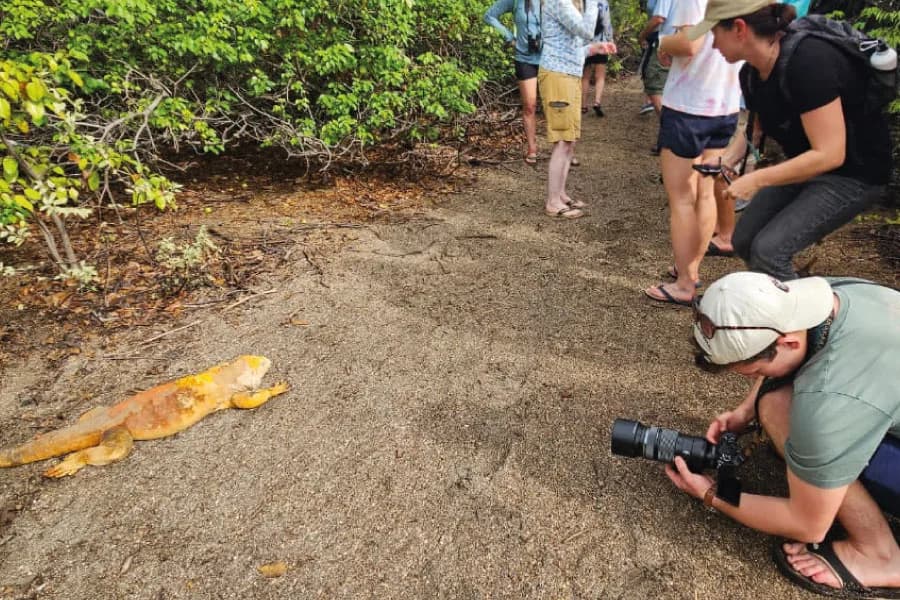 Different route Galapagos - Land Iguana Photography