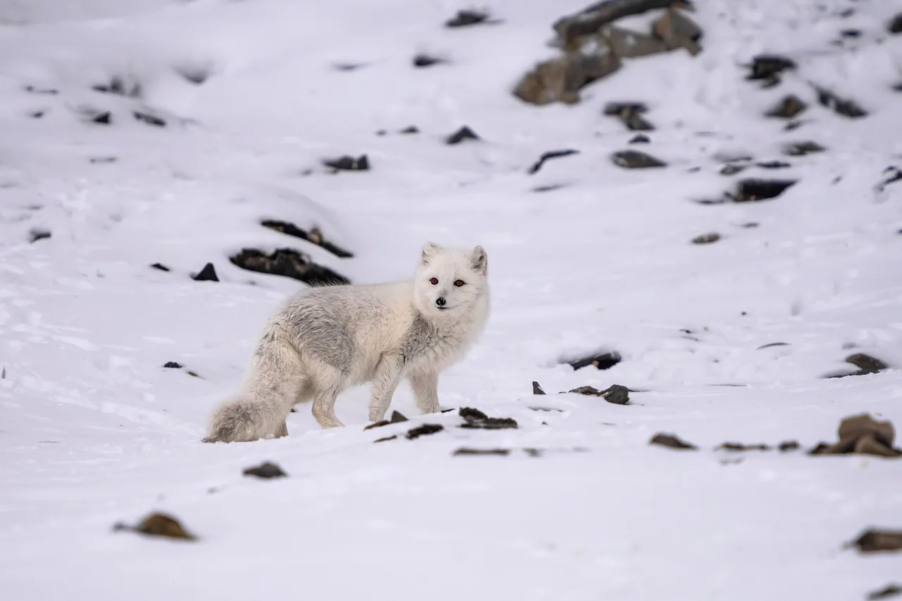 Kapp Waldburg Svalbard HGR 157765 Jan Hvizdal