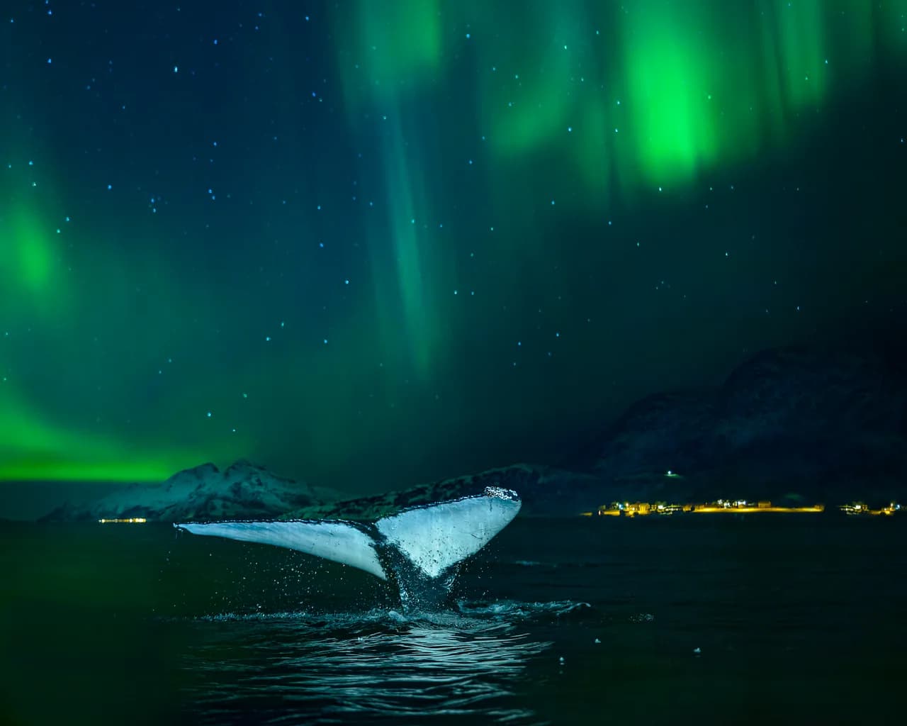 whale-northern-lights-122616-Audun Rikardsen