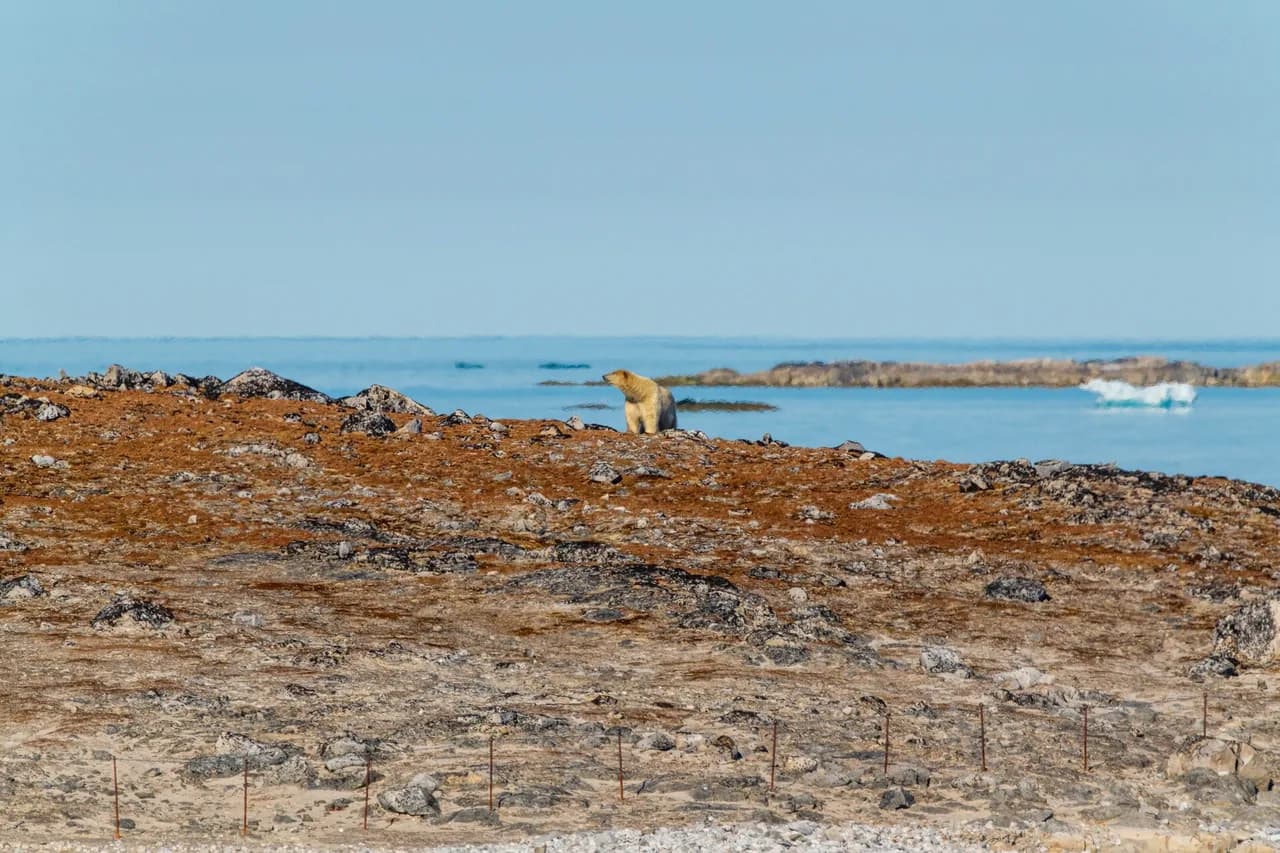 polar-bear-svalbard-sun-schibsted-partnerstudio