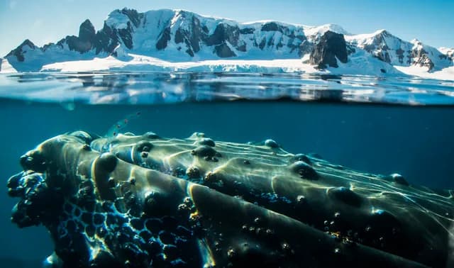 Antarctica - Whale Watching