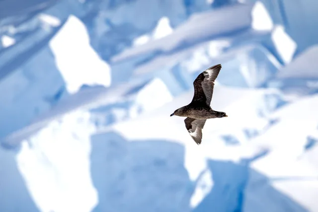 Antarctica: Fly the Drake Passage