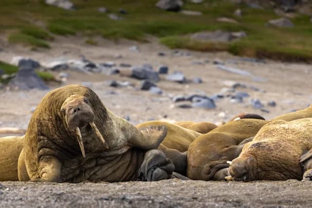 Svalbard in Summer: Tundra, Whales and Wildlife