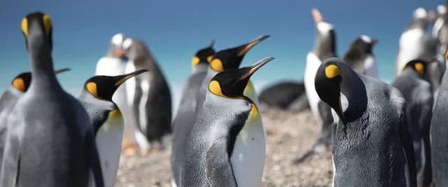 Antarctica & the Falkland Islands