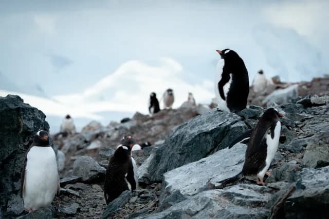Antarctic Peninsula Odyssey cruise