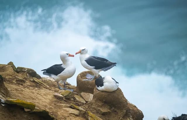 Patagonia and the Wild Atlantic: Cruise to the Falkland Islands