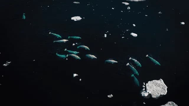 Ultimate Svalbard Cruise