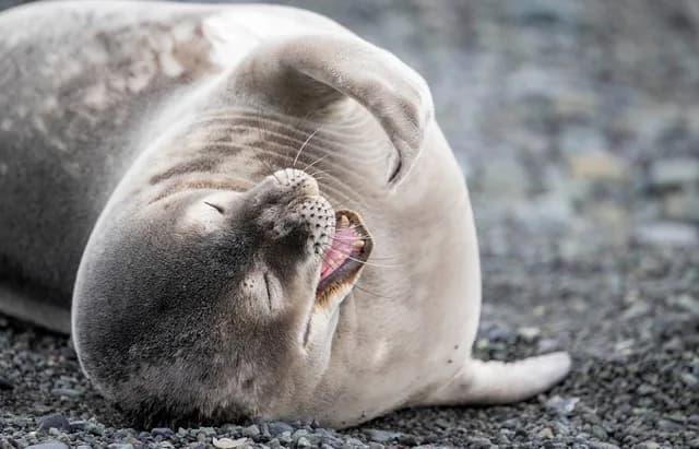 Antarctic Wonders: roundtrip cruise from Ushuaia