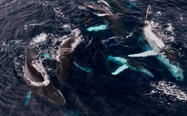 Expedition to Antarctica: Weddell Sea cruise