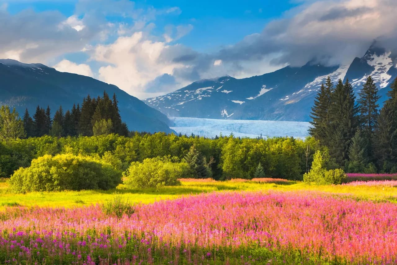 Mendenhall Glacier framed by blooming pink fireweed in Juneau, Alaska.