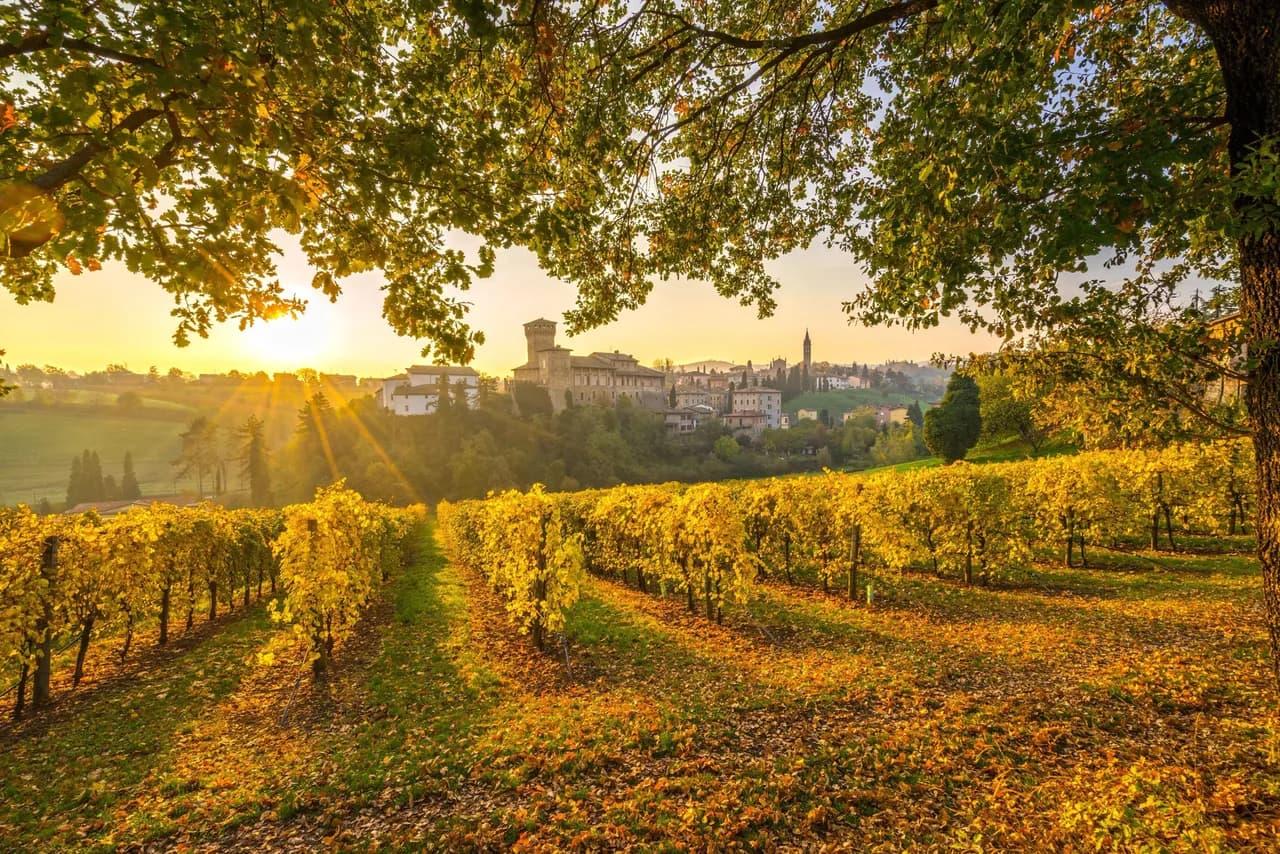 Tuscany vineyard rolling hills showcasing vibrant autumn grapevines.