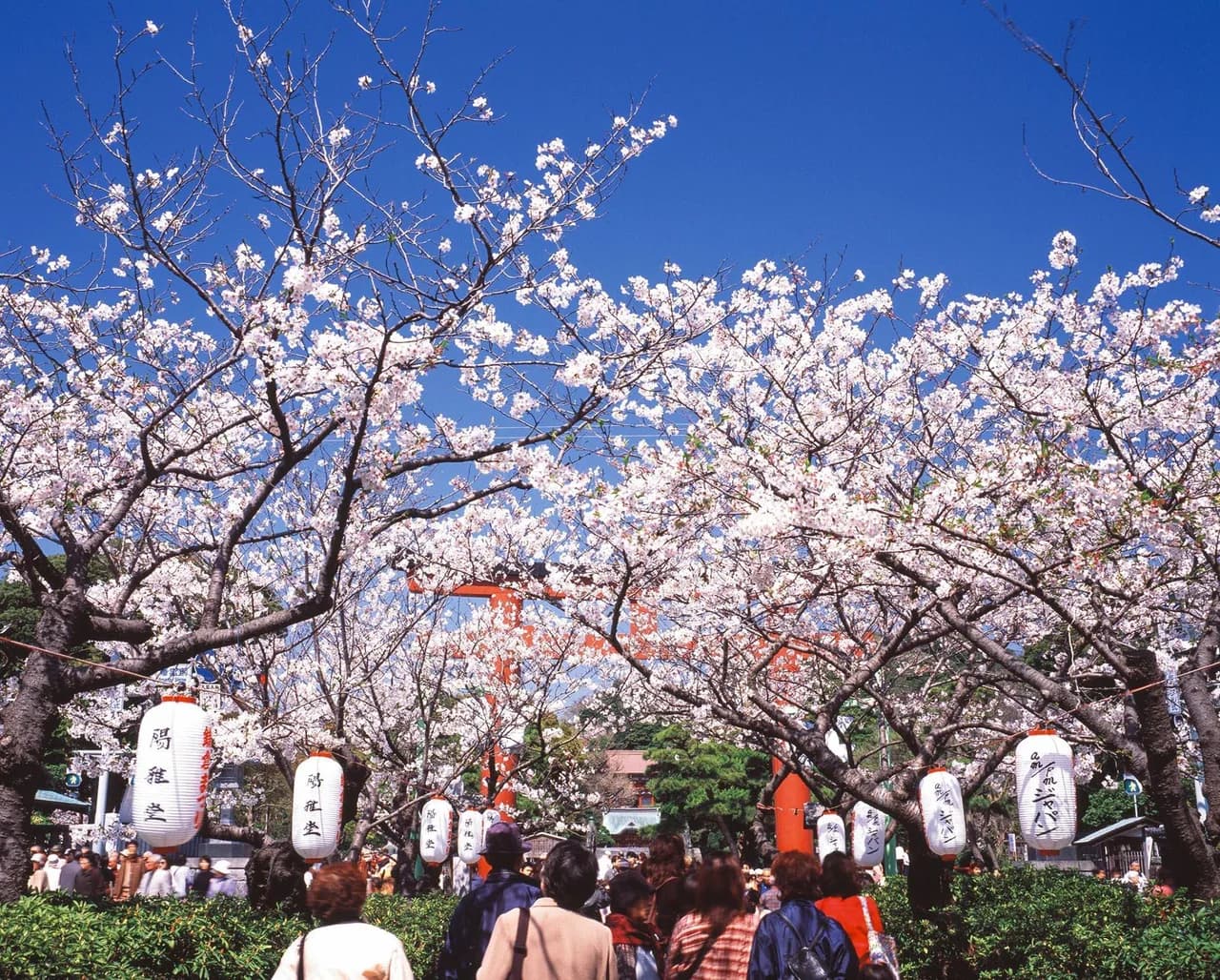 Cherry blossoms in full bloom at Tsurugaoka Hachimangu Shrine in Kamakura, Japan./Getty Images