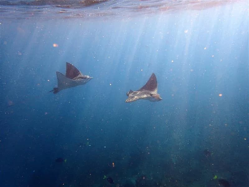 The Aquarium of the World: Discover Baja California's Sea of Cortez with UnCruise Adventures