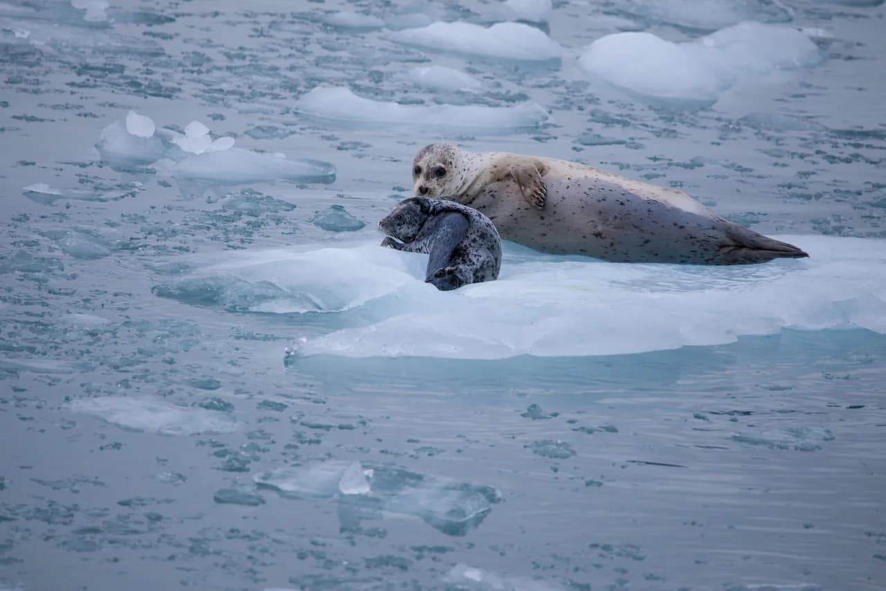 Adventure Uncharted: UnCruise Adventures' Inaugural Aleutian Islands Expedition