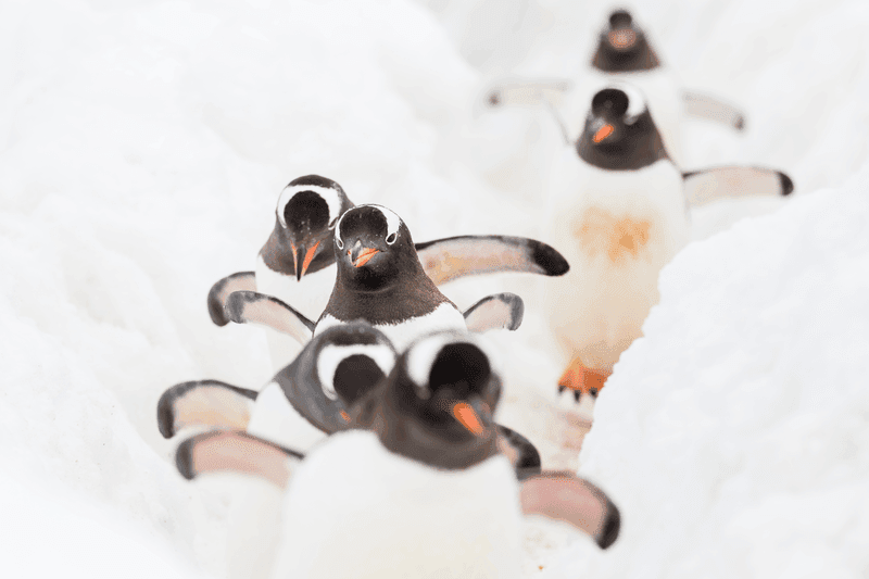 Voyage to Antarctica