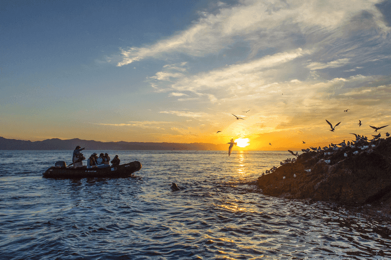 Baja California Holiday: A Living Sea and Desert Isles