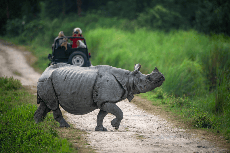 India Expedition: Kolkata, Kaziranga and the Brahmaputra River