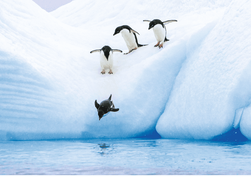 Antarctica Direct: Sail and Fly the Drake Passage