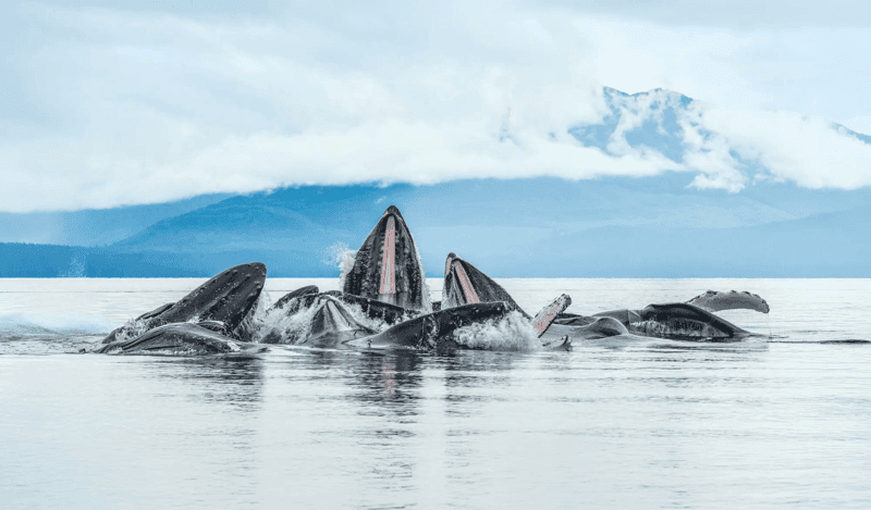 Alaska Epic Escape: Complete Inside Passage