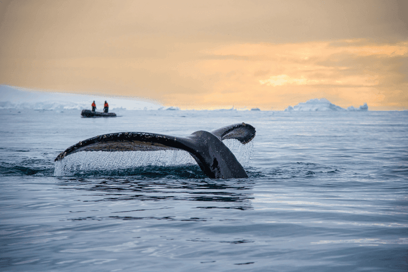 Quest for the Antarctic Circle
