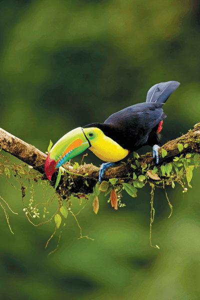 Costa Rica and the Panama Canal