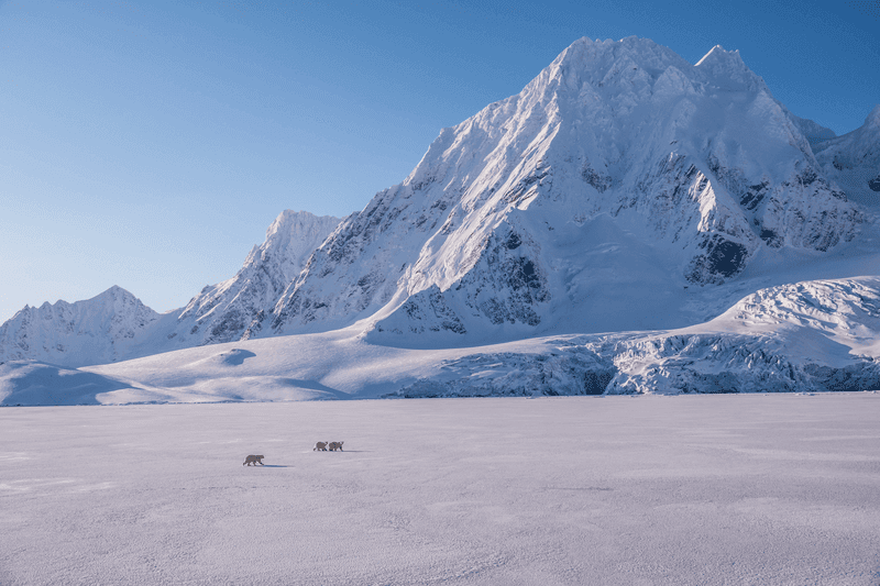 Svalbard: In Search of Iconic Arctic Wildlife