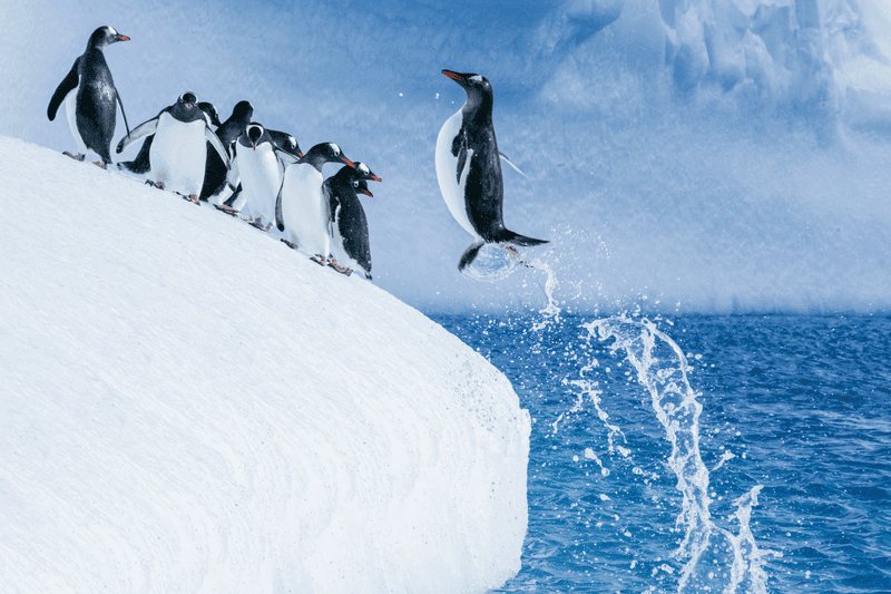 Antarctica Direct: Fly the Drake Passage 9-Day