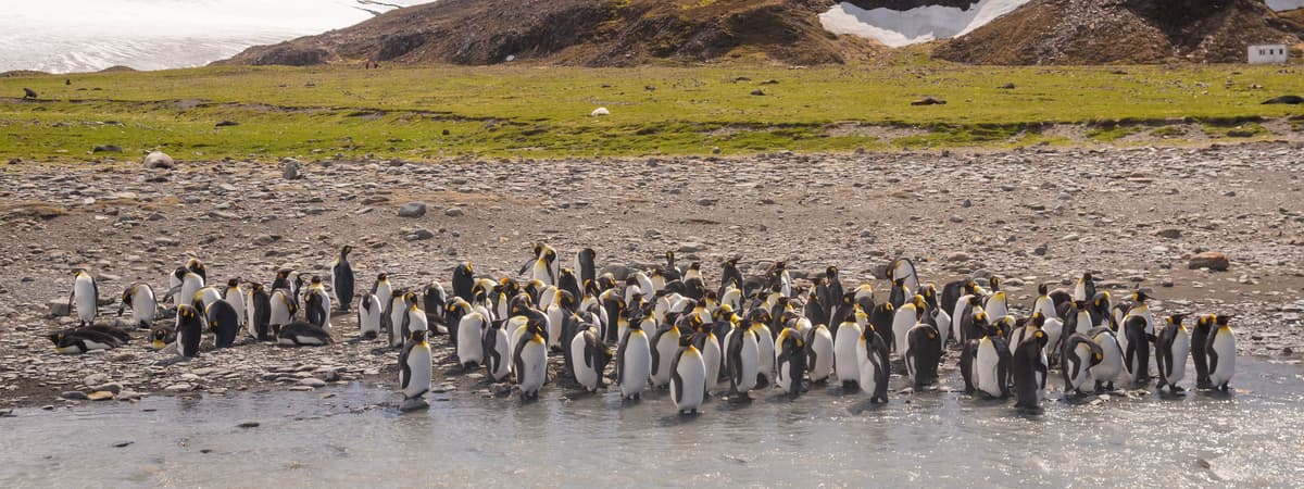 South Georgia and Antarctic Peninsula: Penguin Safari