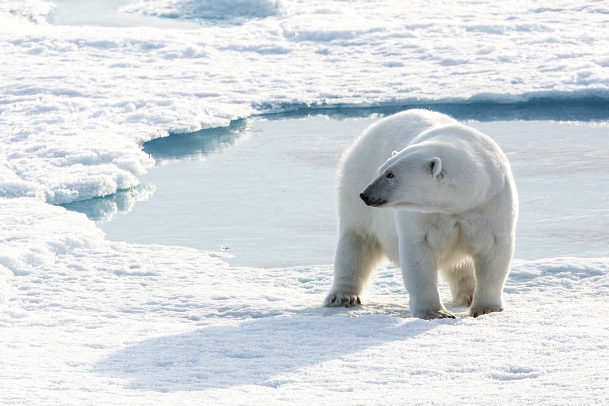Northwest Passage: The Legendary Arctic Sea Route