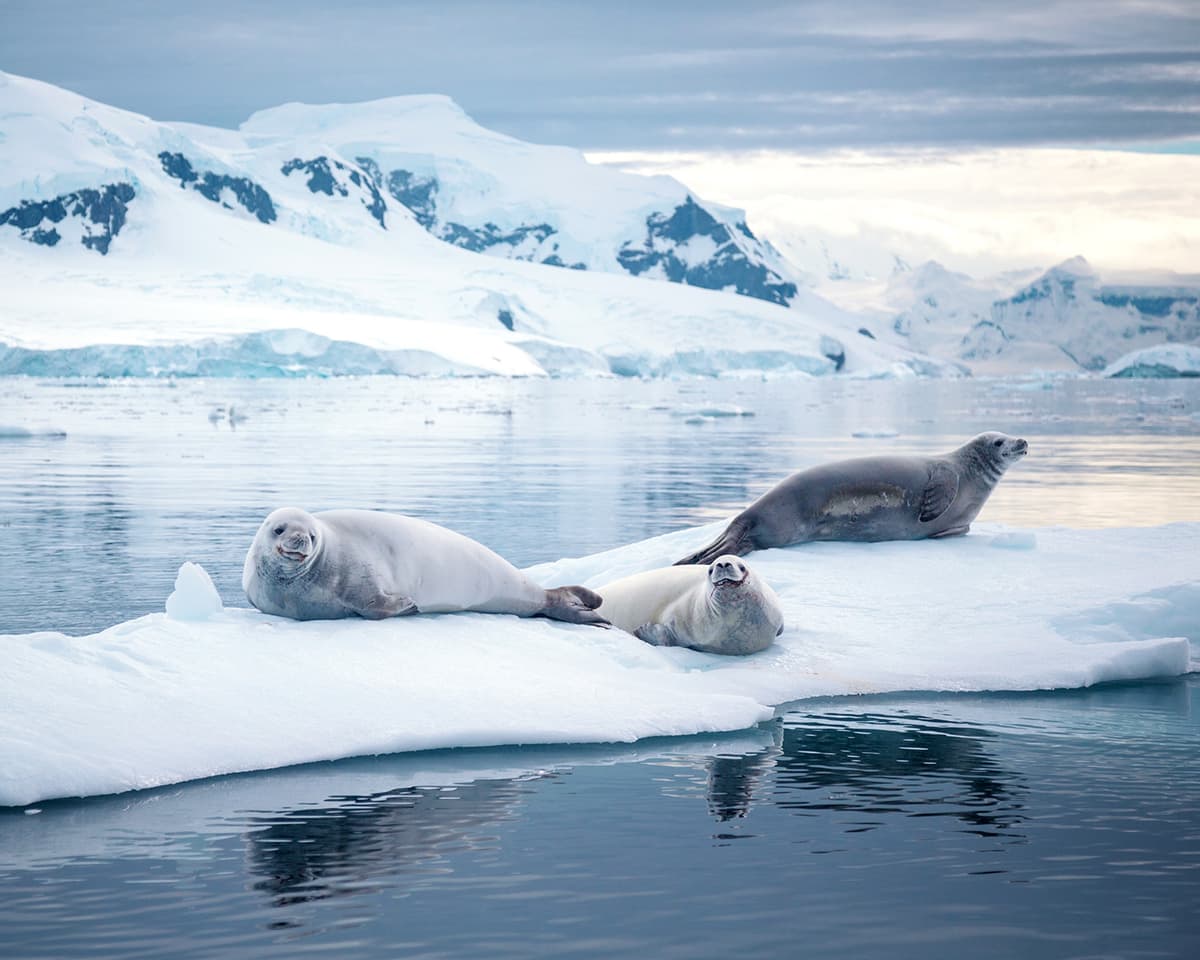 Antarctic Peninsula: Crossing the Circle