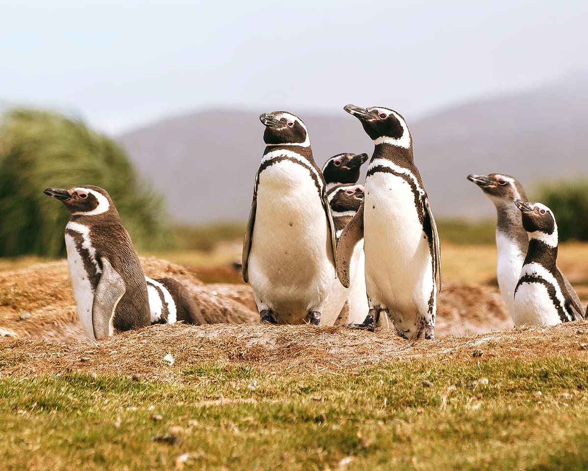 Penguins of the Far South: Falklands, South Georgia and Antarctica