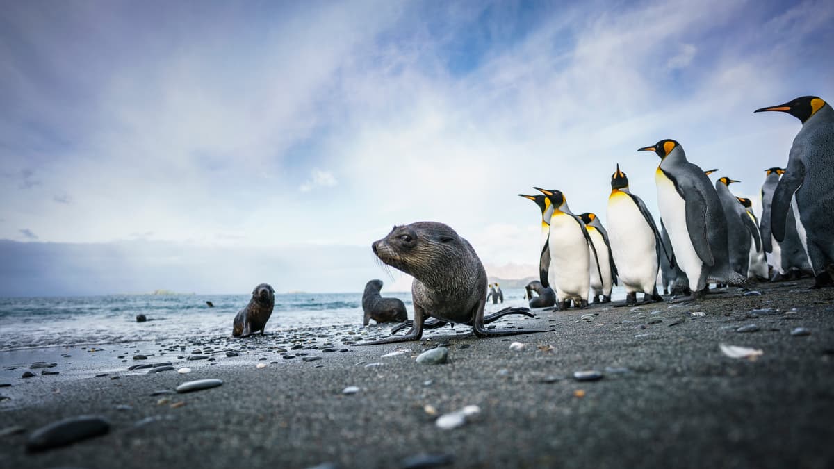 Falkland Islands - South Georgia - Antarctica