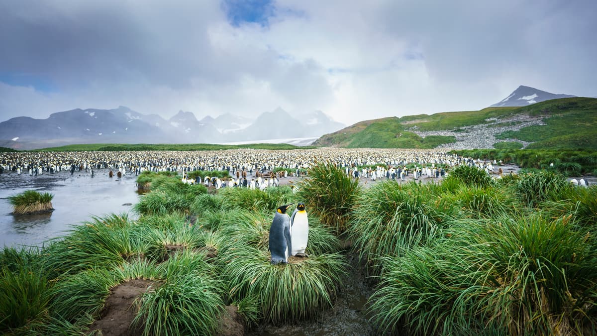 Falkland Islands - South Georgia - Antarctic Peninsula - Birding