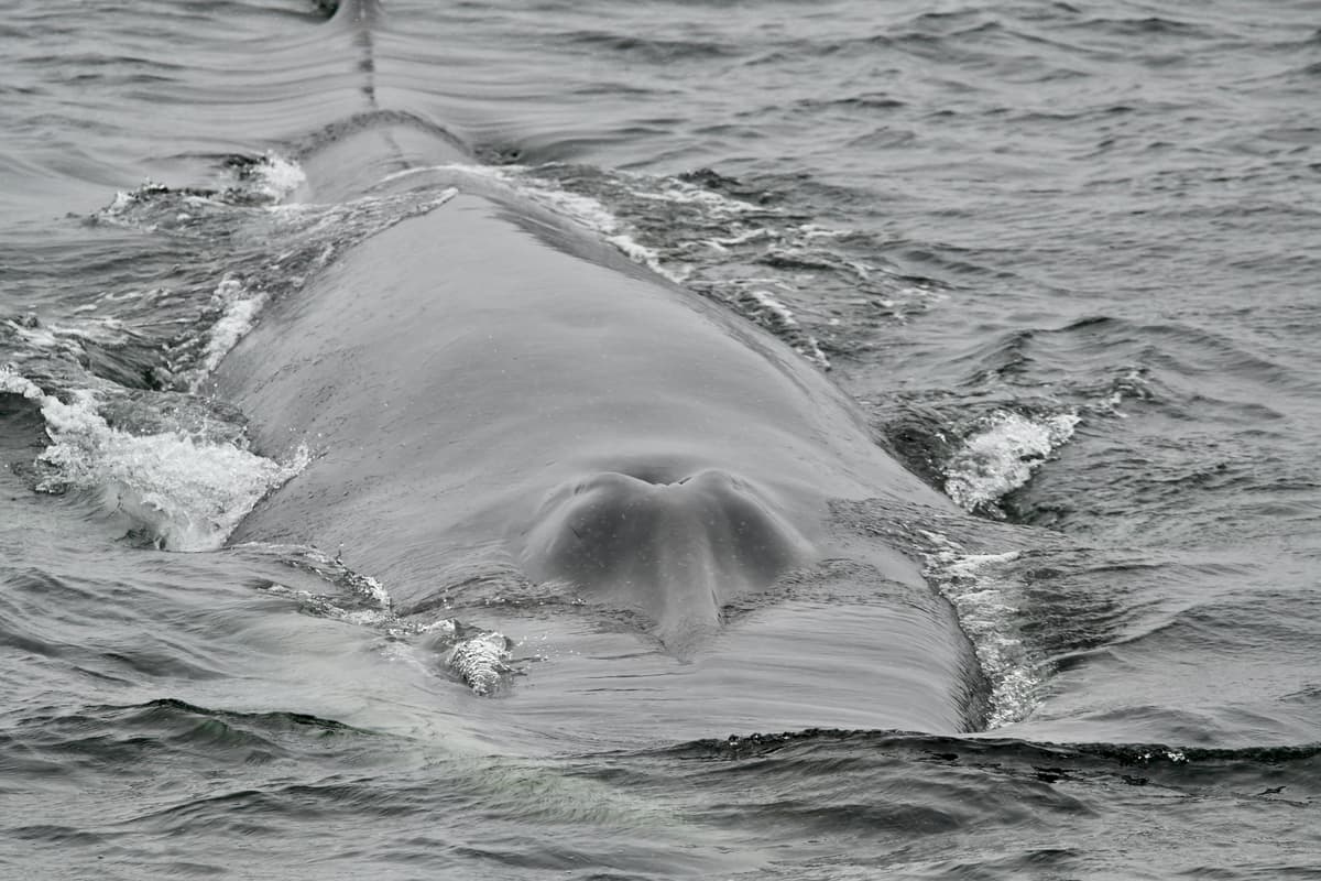 Arctic Ocean - Spitsbergen: Jan Mayen, Ice Edge & Birding - Summer Solstice