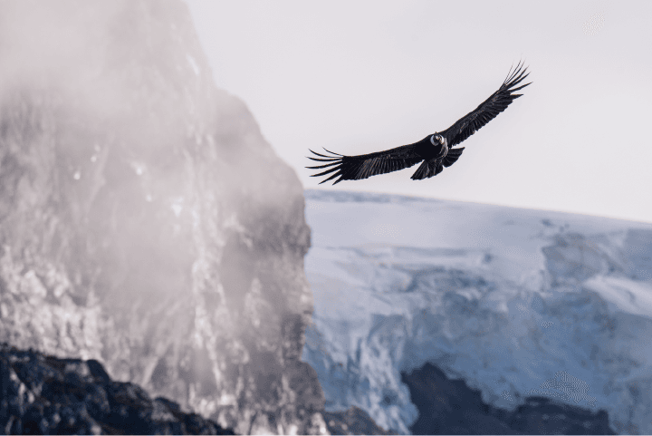 Patagonia & Chilean Fjords Expedition