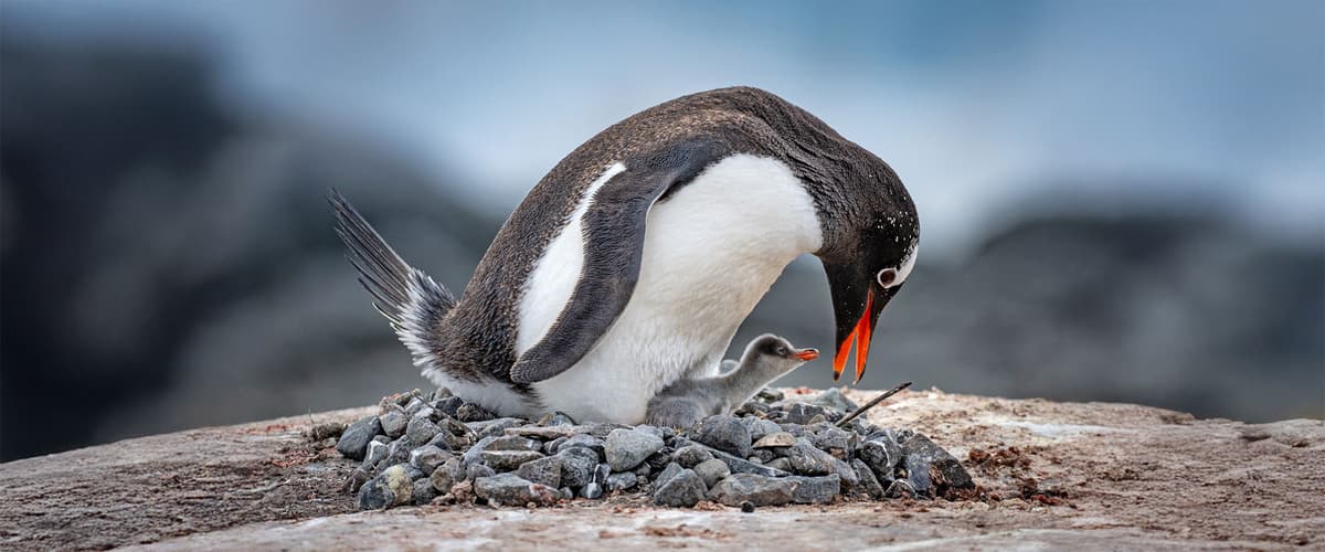 Ultimate Atlantic Odyssey: Africa to Antarctica
