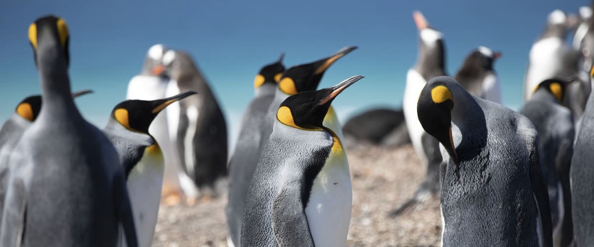 Antarctica & the Falkland Islands