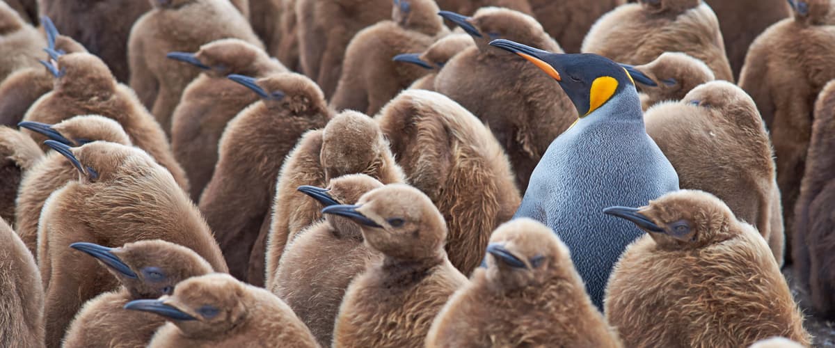 Southern Expedition: Antarctica & Machu Picchu - Cruise & Land Journey
