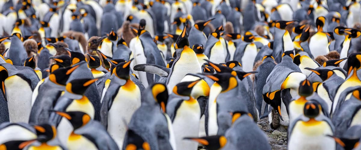 Antarctica, South Georgia & Falkland Islands